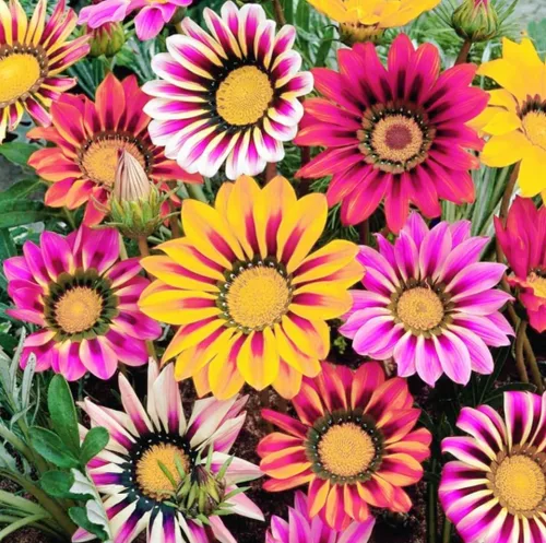 Vista 3 de 100 semillas de Gazania mezcla a rayas flores plantas de cobertura del suelo raras crecen fácilmente - PeavyTailor