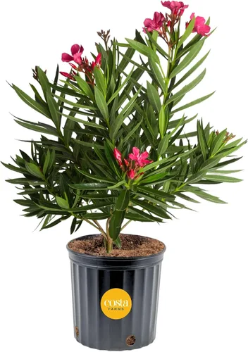 Vista 13 de Costa Farms Curcuma, planta viva de jengibre oculto en maceta de plástico, planta de interior con flores al aire libre, perfecta para decoración