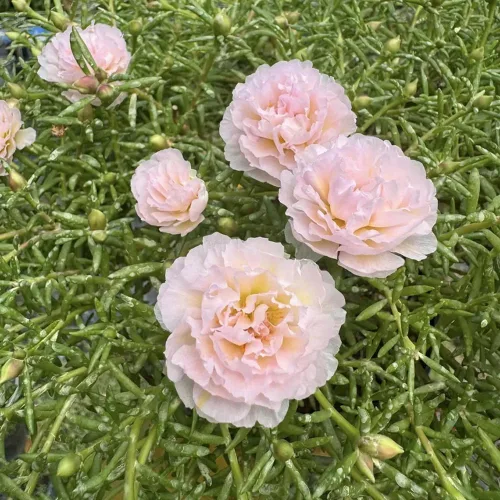 Vista 2 de Más de 200 semillas de rosa musgo rosa claro Portulaca Grandiflora Vietnam Rose Flowers Semillas Heirloom Suculenta cubierta del suelo Flores