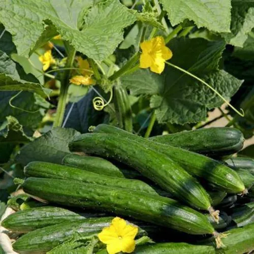Vista 2 de 2 plantas de pepino verde vivas para plantar, plantas de pepino vivo para plantar, planta vegetal de 4 a 7 pulgadas de alto
