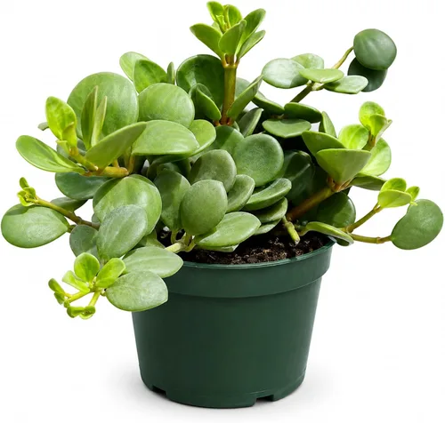Vista 11 de Peperomia Ecuador Planta viva - Decoración