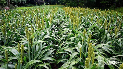 Vista 4 de Hancock Seed Co. Semillas de sorgo WGF, 5 libras.