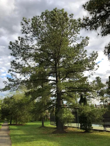 Vista 5 de Loblolly Pine Tree Semillas Premium Pinus taeda Plants' (Premium Seeds, 1000)