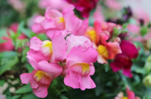Vista 6 de Seeds Snapdragon Tall Pink