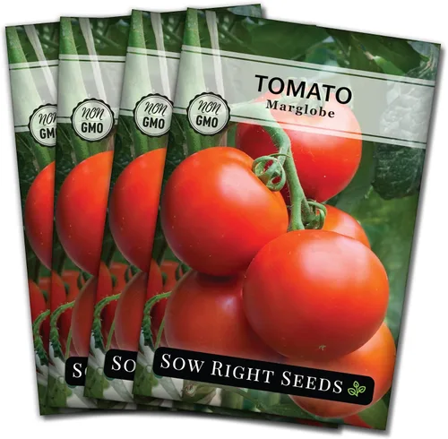 Vista 9 de Sow Right Seeds - Semillas de tomate Marglobe para plantar - Paquete de reliquia sin OMG con instrucciones para plantar y cultivar un huerto casero
