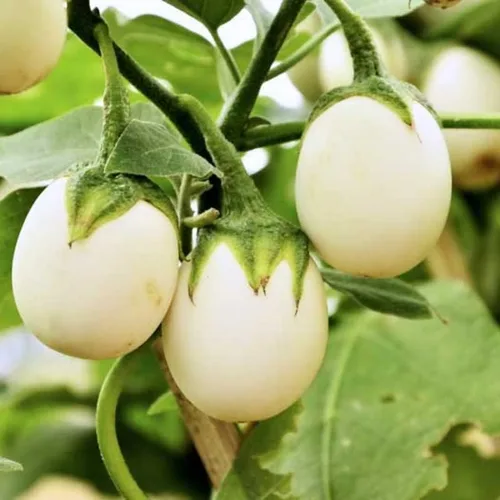 Vista 2 de 30 semillas de berenjena africana redonda blanca, Ca Phao Trang, semillas de berenjena blanca, adornos de plantación de jardín perenne, regalos