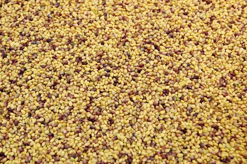 Vista 3 de Semillas de trébol rojo (5 libras) – Elige el tamaño. Semillas prémium de Willamette Valley, cultivadas en Oregon, sin rellenos, sin recubrimientos