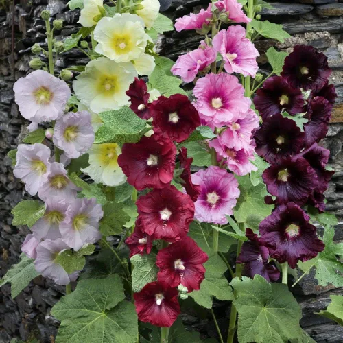 Vista 2 de Semillas Hollyhock Spring Mix Flores perennes