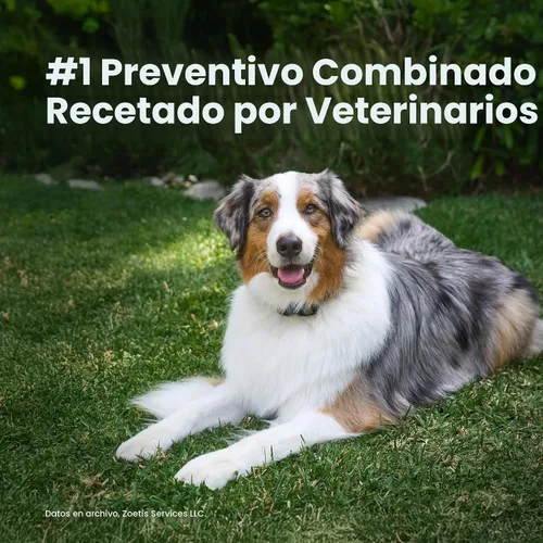Vista 7 de Simparica Trio (sarolaner, moxidectina y tabletas masticables de pirantel) masticables para perros, 6 mg/tab, 5.6-11 libras, (púrpura), 1 tableta