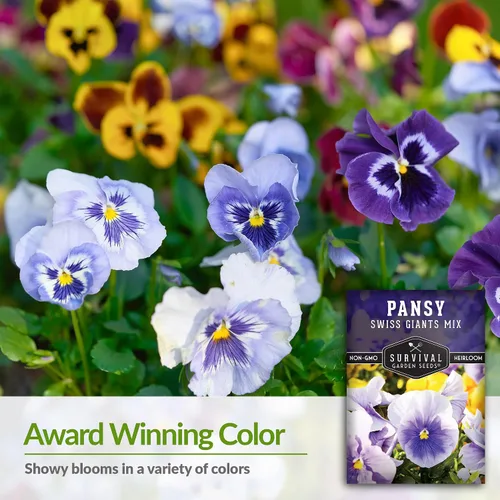 Vista 3 de Survival Garden Seeds - Semillas de pensamiento Swiss Giant Mix para plantar - Paquete con instrucciones para plantar y cultivar pensamientos