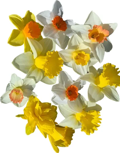 Vista 4 de Bombillas grandes de narciso en forma de copa Sunshine Mix