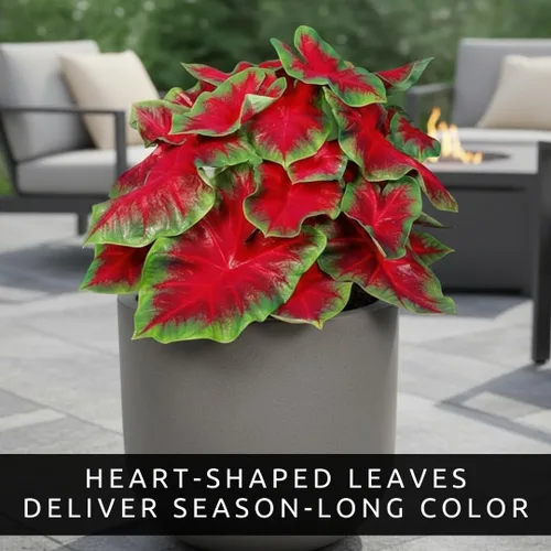 Vista 3 de Florida Cardinal - Bombillas de caladio para plantar, hojas perennes en forma de corazón, follaje rojo y verde vibrante para jardines de sombra