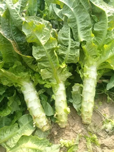 Vista 4 de Semillas de lechuga de espárragos, tallo de lechuga, espárragos, apio y lutuga, 200