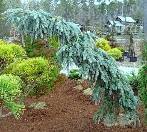 Vista 4 de WEEPING COLORADO BLUE SPRUCE - Picea pungens 'The Blues' - PLANTA DE 2 AÑOS