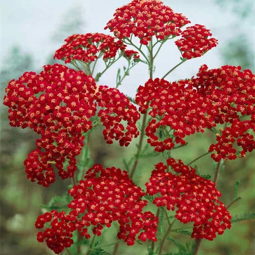 Vista 7 de Outsidepride Cerise Queen Yarrow Seeds – 10000 unidades. Semillas de flores perennes, versátiles, formadoras de grumos y tolerantes a la sequía