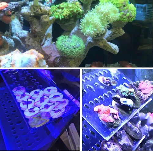 Vista 3 de Coral Frag Plugs 70 Pcs Ceramic Coralline Frag Plug Base Redonda