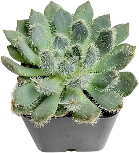 Vista 3 de Plantas suculentas vivas (Graptopetalum Superbum de 2")