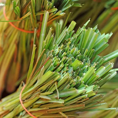 Vista 5 de Semillas Limoncillo Cymbopogon No GMO Heirloom