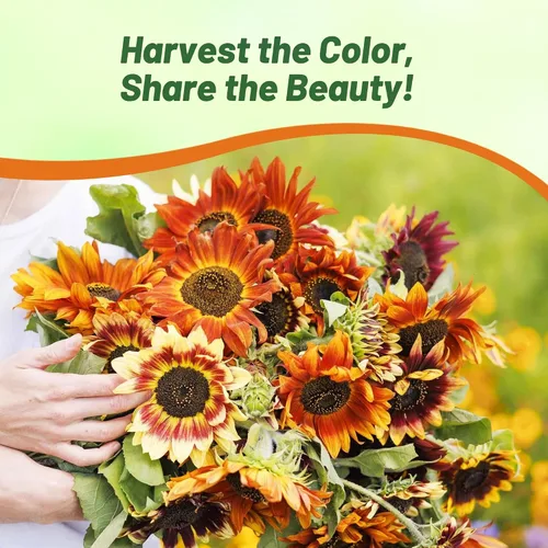 Vista 5 de Outsidepride 1/4 lb. Helianthus Annuus Autumn Beauty - Mezcla de semillas de girasol para plantar