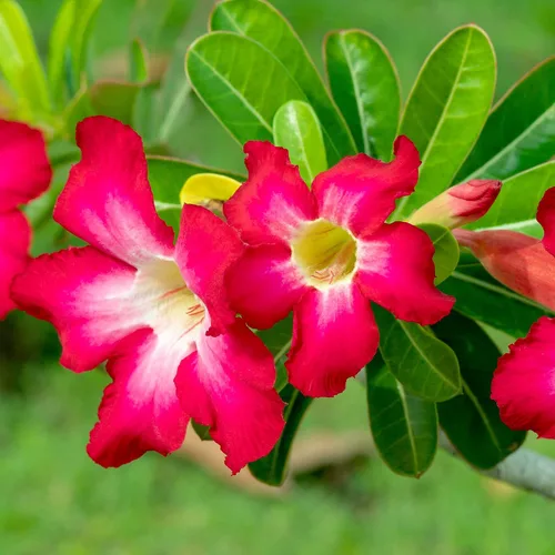 Vista 2 de Planta de rosa roja del desierto viva suculenta, maceta de cultivo de 1 galón, planta de rosa del desierto de Adenium, plantas de interior vivas