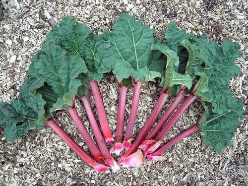 Vista 2 de Semillas Ruibarbo 35 Días Jardín Rojo Heirloom Vegetal NO OGM