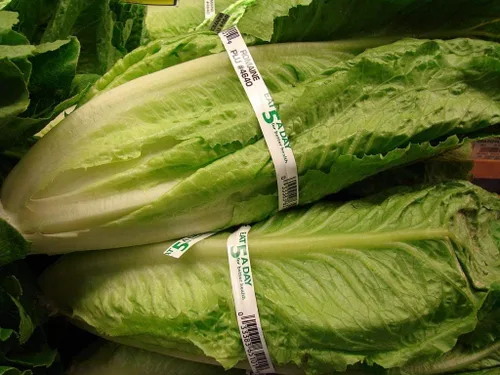 Vista 2 de Semillas Lechuga Romaine para ensalada Heirloom Vegetal para plantar sin OMG