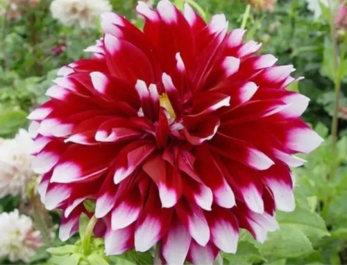 Vista 4 de Semillas de dalia de colores mixtos, 100 unidades de semillas de plantas de jardinería reliquia