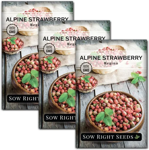 Vista 7 de Sow Right Seeds - Semillas de fresa Regina Alpine para plantar - Paquete de reliquia sin OMG con instrucciones para plantar y cultivar un huerto