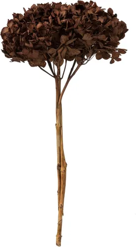 Vista 9 de Vickerman Hortensias de musgo antiguo de 15 pulgadas con múltiples segmentos de rama. Conservada