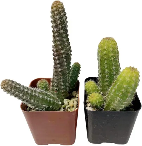 Vista 6 de Plantas suculentas vivas de USKC (juego de dos macetas de 2 pulgadas) (Anacampseros rufescens variegata)