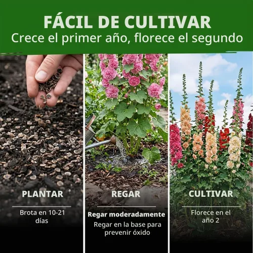 Vista 4 de HOME GROWN Semillas de Hollyhock de doble mezcla de Chater, 200 semillas