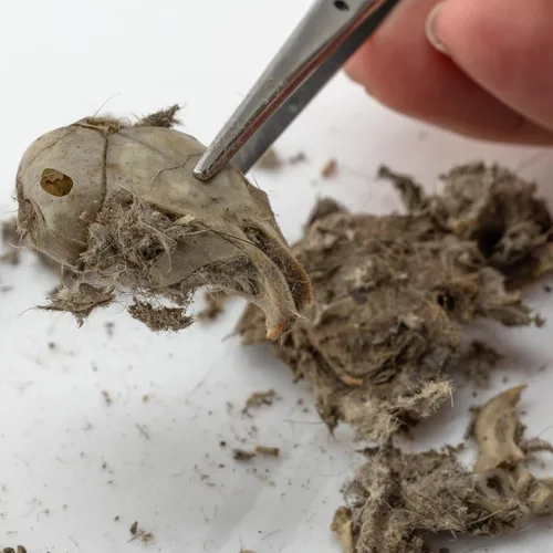 Vista 7 de Pellets de búho granero, paquete de 5 pellets extra grandes y guía de clasificación de huesos, envueltos individualmente en papel de aluminio