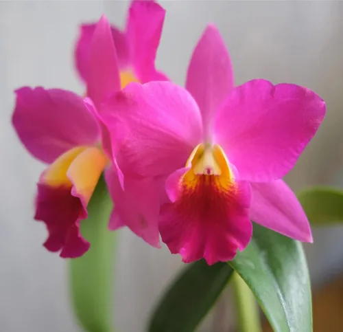 Vista 5 de Risalana Hawaiian Cattleya Orchid Plant 2" Pot ~ Grow Hawaii