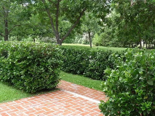 Vista 2 de Viburnum Suspensum - 3 plantas vivas - Cobertura de privacidad de hoja perenne