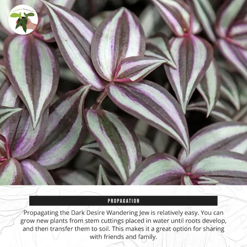Vista 4 de California Tropicals Dark Desire Tradescantia - Plantas de interior únicas de esquina para una fácil purificación del aire en interiores, jardines