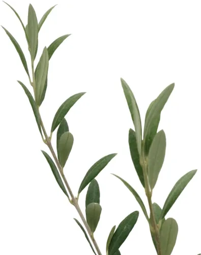 Vista 7 de American Plant Exchange - Olivo arbequina – Planta viva en maceta de 5 pulgadas, árbol frutal, variedad comestible resistente al frío