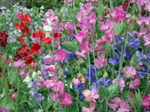 Vista 4 de Sweet Pea, 100 semillas recién cosechadas, flor de gran corte