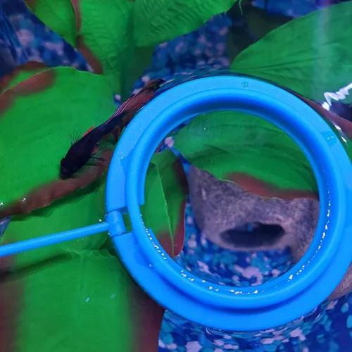 Vista 2 de Anillo de alimentación de peces Círculo flotante de alimentador de alimentos con ventosa acuario fácil de instalar (redondo)