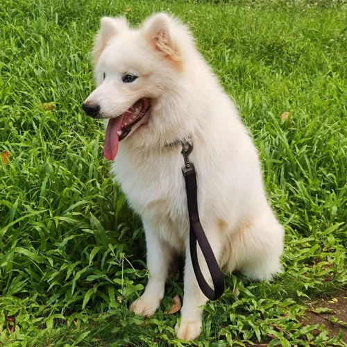 Vista 7 de Correa corta de alta calidad para perros de 12 pulgadas con nailon resistente y cómodo mango acolchado para perros gigantes de razas grandes