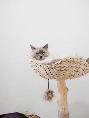 Vista 7 de Torre de Árbol para Gatos Moderna, Condominio de Lujo con Ramas Reales, Torre de Gatos de Madera, Árbol para Rascar Gatos, Condominio para Gatos