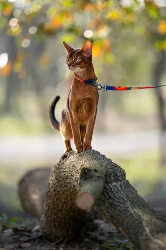 Vista 7 de pidan Cat Harness and Leash Set, Escape Proof Adjustable Kitten Harness for Large Small Cats, Easy Use, Lightweight Soft Walking Travel