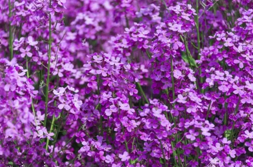 Vista 4 de 500 semillas de flores de color violeta dulce para plantar al aire libre sin OMG