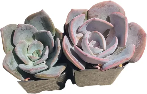 Vista 9 de Plantas de cactus suculentas vivas (juego de dos macetas de 2 pulgadas) (pata de oso de cotiledón tomentosa 'verde+ abigarrada')