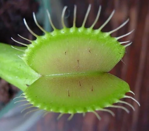 Vista 5 de Venus - Planta trampa para moscas - Carnívora - Dionaea - Maceta de 3 pulgadas