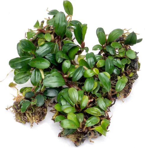 Vista 29 de SubstrateSource Bucephalandra Brownie Phantom - Planta de acuario viva – Decoración natural de pecera de agua dulce, decoración acuática