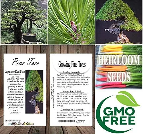 Vista 6 de Semillas para árbol de pino sin transgénicos de MySeeds.Co