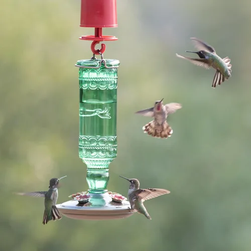 Vista 10 de Perky-Pet 8108-1SR - Comedero de vidrio para colibríes para exteriores, estilo botella antigua, comederos para colibríes de 10 onzas para decoración
