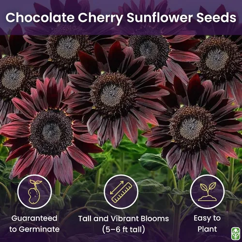 Vista 2 de Semillas de Girasol Chocolate Cherry para Plantar - Reliquia y Sin OGM - Paquete Grande de 200 Semillas de Girasol para Plantar en tu Jardín Casero