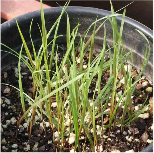 Vista 2 de Everwilde Farms - Semillas de hierba nativa de centeno salvaje Virginia de 1 onza - Gold Vault