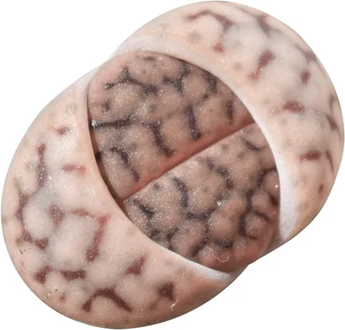 Vista 15 de Dancing Bones Hatiora Salicornioides 2 pulgadas + maceta de arcilla – Suculenta saludable, rara e inusual, planta viva de fácil cuidado, totalmente